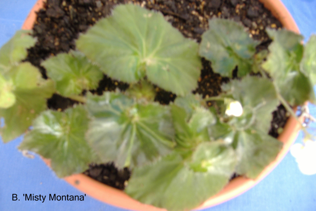 B. ‘Misty Montana’